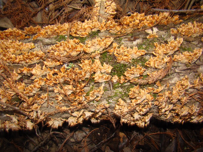 Kisatchie 2