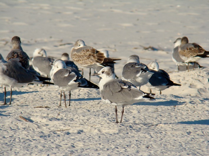 Laughing Gull