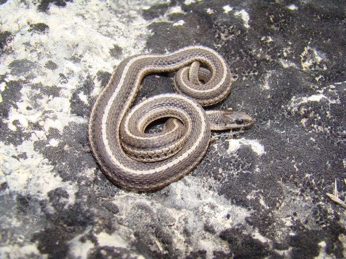 Lined Snake Valley View CA, Jefferson County, MO.jpg
