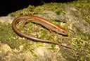 Little Brown Skink Natchez