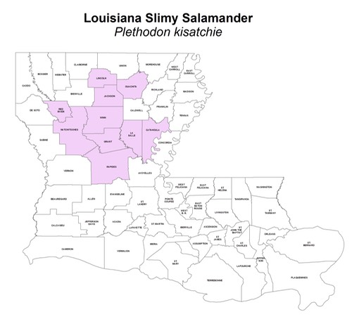 Louisiana_Slimy_Salamander