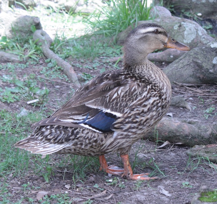 Mallard (2)