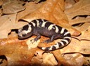 Marbled Salamander Natchez 2