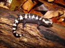 Marbled Salamander Natchez 1