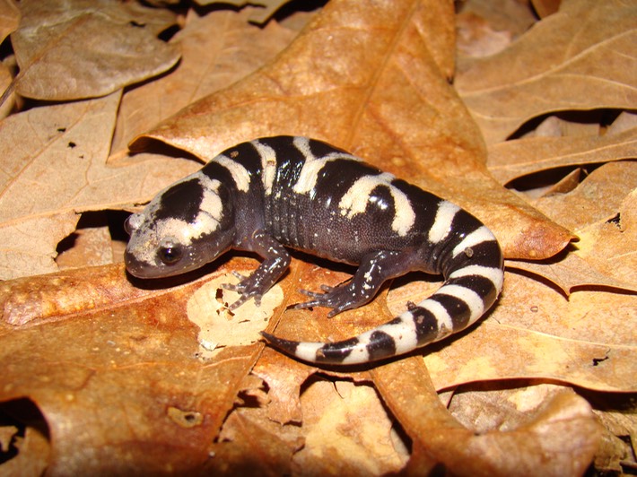 Marbled Salamander Natchez 2