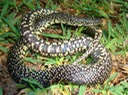 Speckled Kingsnake 2.jpg