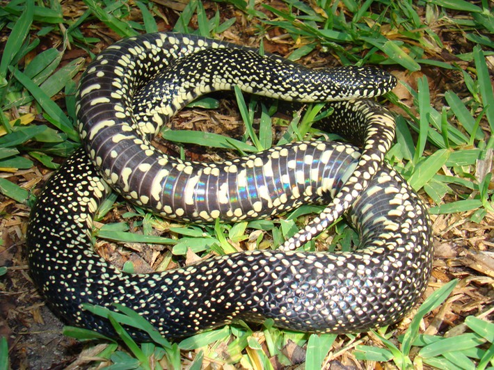 Speckled Kingsnake 2.jpg