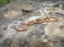 Flat-headed Snake MHA '07 Spring Field Trip SW MO.jpg