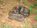 Prairie Kingsnake MHA '07 Spring Field Trip SW MO.jpg