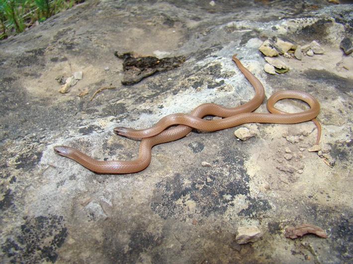 Flat-headed Snake MHA '07 Spring Field Trip SW MO.jpg