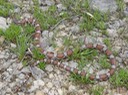 Milksnake 1.JPG