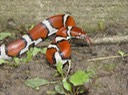Milksnake 1.JPG