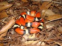 Milksnake 1.JPG