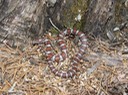 Milksnake 2.JPG