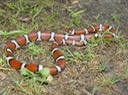 Milksnake 2.JPG