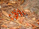 Milksnake 2.JPG