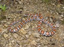 Milksnake 4.jpg