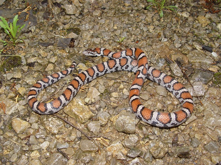 Milksnake 4.jpg