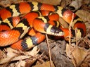 Milksnake 4.JPG