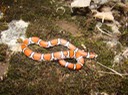 Milksnake MHA '07 Spring Field Trip SW MO.jpg