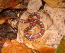 Milksnake Morris State Park Dunklin County.jpg