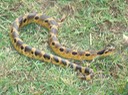 Hog-nosed Snake 4 Mingo.jpg
