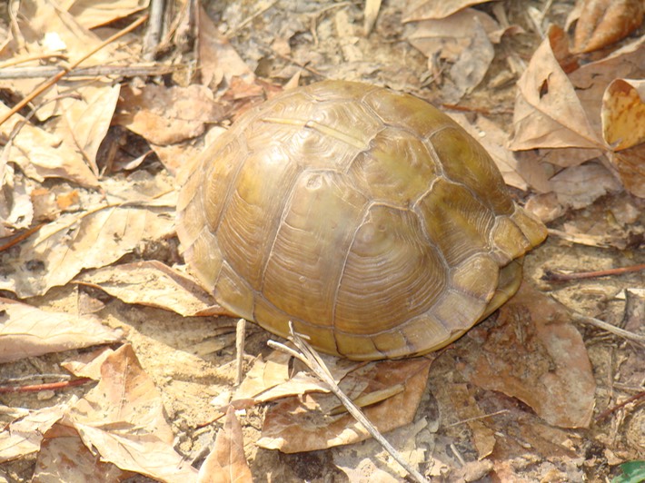 Mingo 029