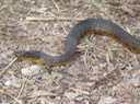 Mississippi Green Watersnake 1.jpg