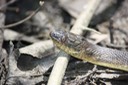 Mississippi Green Watersnake 4.jpg