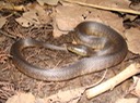 Mississippi Green Watersnake 1.JPG