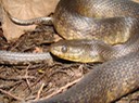 Mississippi Green Watersnake 2.JPG
