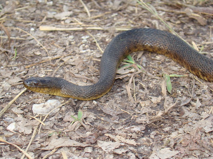 Mississippi Green Watersnake 1.jpg