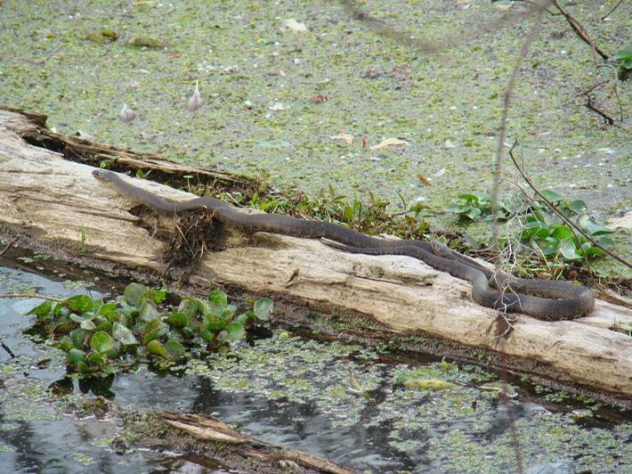 Mississippi Green Watersnake 2.jpg