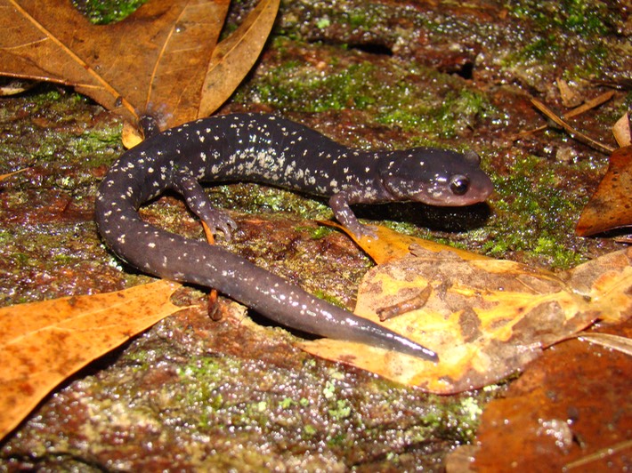 Mississippi Slimy Salamander Natchez Trace 1