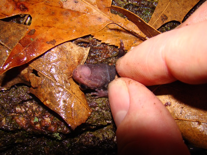 Mississippi Slimy Salamander Natchez Trace 2