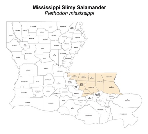Mississippi_Slimy_Salamander