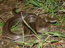 Mole Kingsnake Warren County 2.jpg