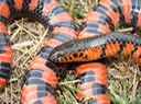 Mudsnake Mississippi County 2.jpg