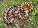 Mudsnake 1.jpg