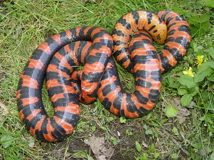 Mudsnake 1.jpg