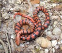 Mudsnake 1.JPG