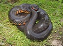 Mudsnake 2.jpg