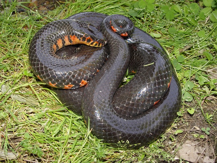 Mudsnake 2.jpg