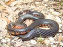 Mudsnake 2.JPG