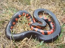 Mudsnake Mississippi County 1.jpg