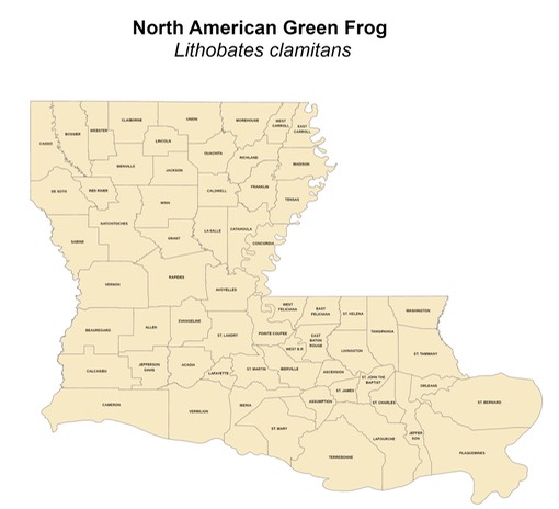 North American Green Frog