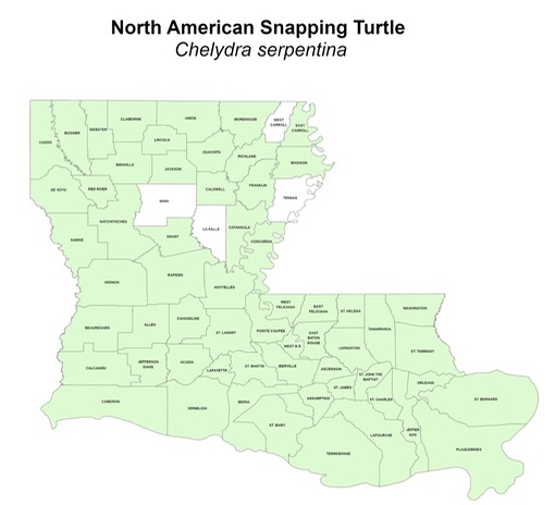 North American Snapping Turtle