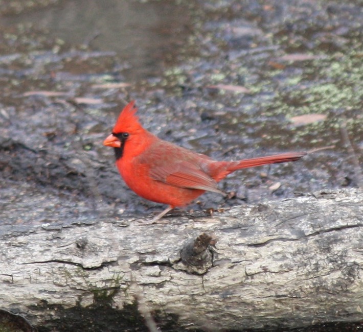 Northern Cardinal (2)