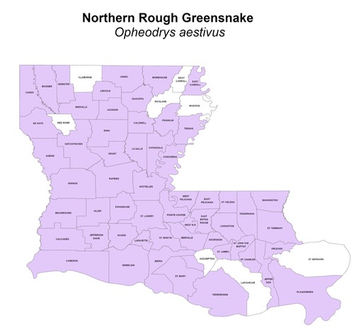 Northern Rough Greensnake
