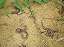 Northern Watersnake Bollinger Mill SHS.jpg